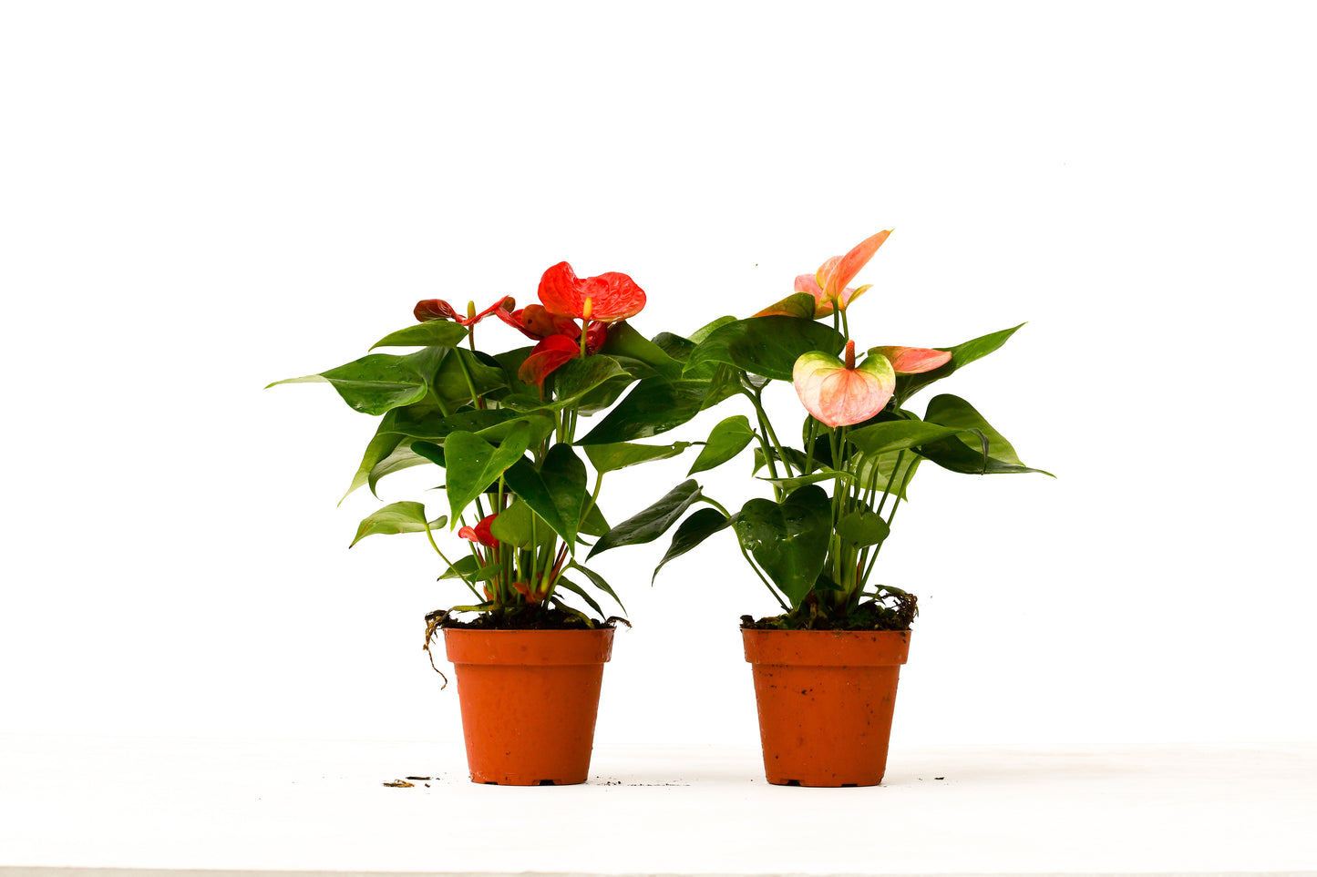 2 Anthurium Variety Pack - Double the Love: 4" Pots with Care Guide