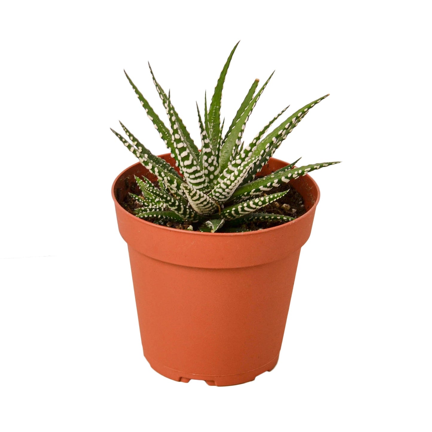 Zebra Succulent - Striped Sensation: Low-Maintenance, Trendy Houseplant