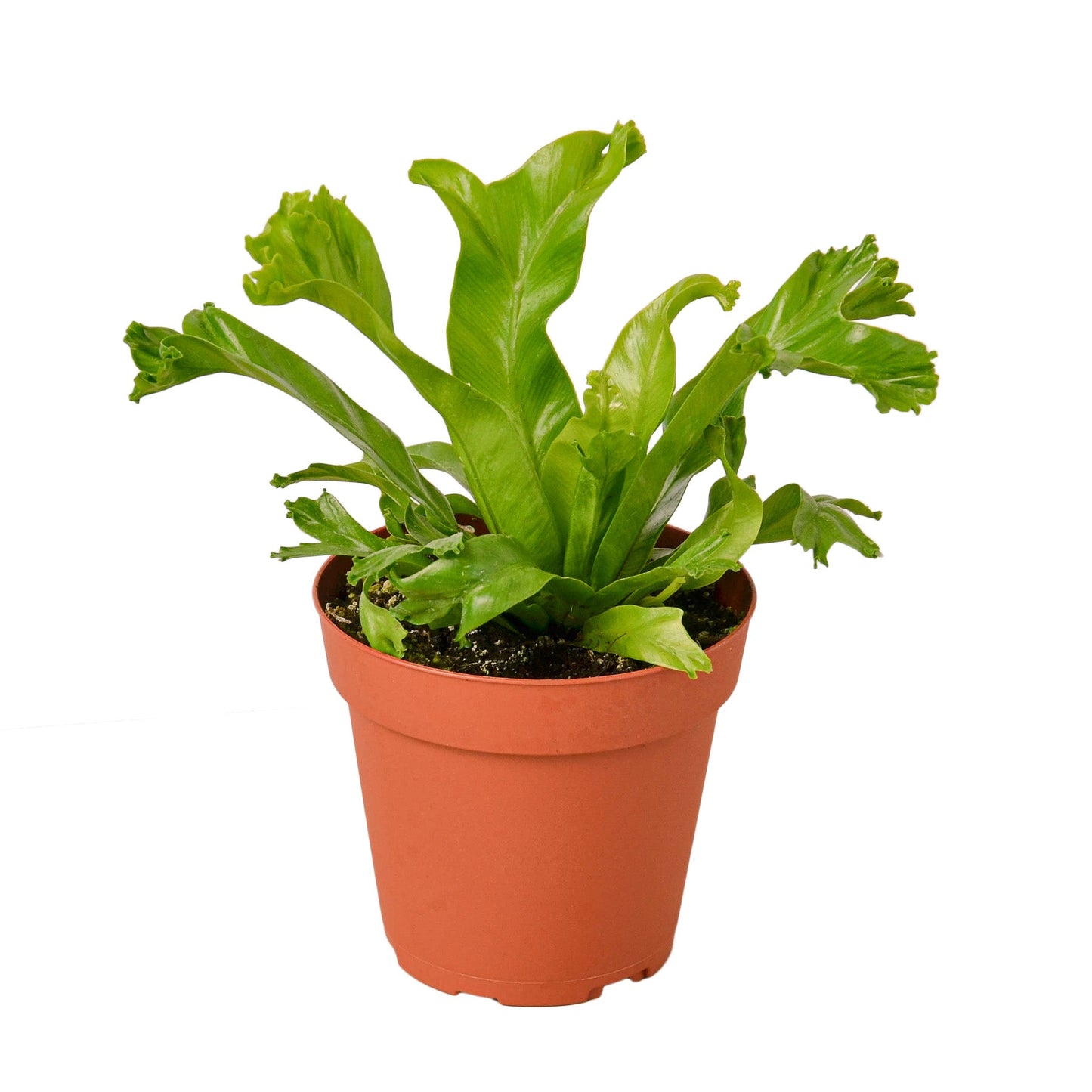 Curly Nest: Bird’s Nest Leslie Fern - Rainforest Curlz: Low Maintenance Air-Purifying Houseplant