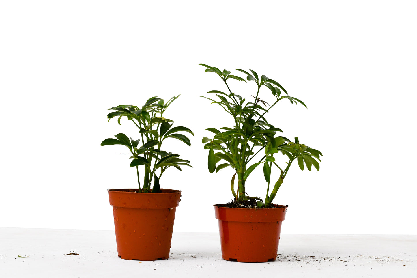 2 Different Schefflera Plants Variety Pack - Schefflera Shuffle Duo: 4" Pot with Free Care Guide