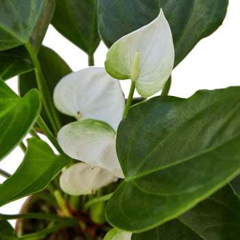Anthurium 'White' - Pure White Delight: Year-Round Bloom Exotic Houseplant
