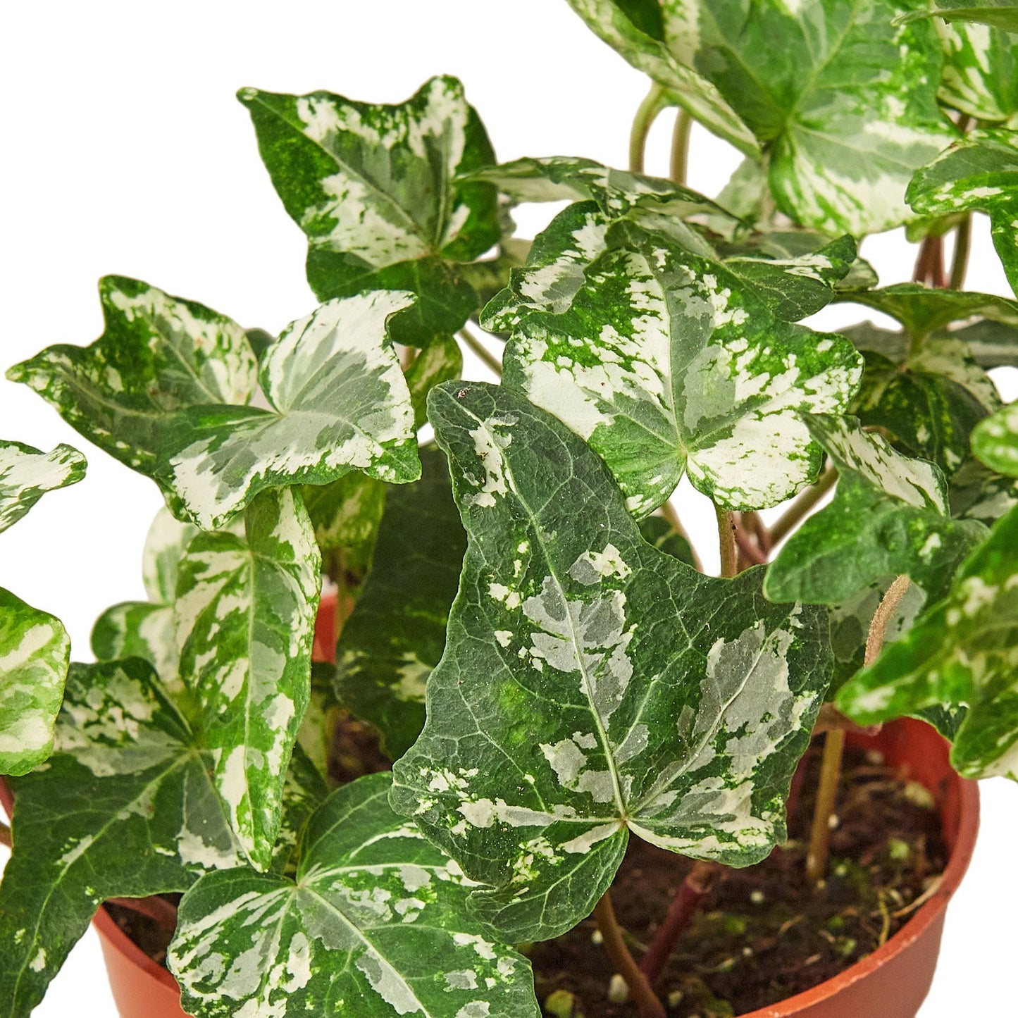 English Ivy 'Kolibre' - Kolibre Charm: Fast-Growing Variegated Ground Cover & Screening Plant