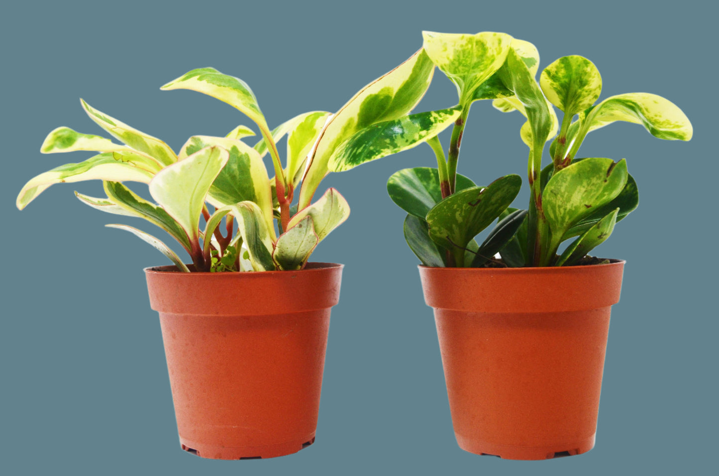 2 Peperomia Plants Variety Pack in 4" Pots - The Dynamic Duo: Baby Rubber Plants for Indoor Gardening