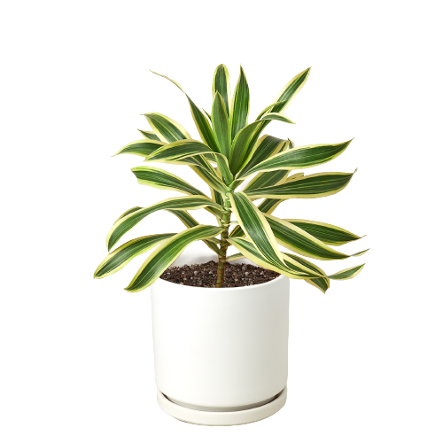 Dracaena 'Song of India' - Musical Leaves: Easy-Care, Variegated Foliage Houseplant