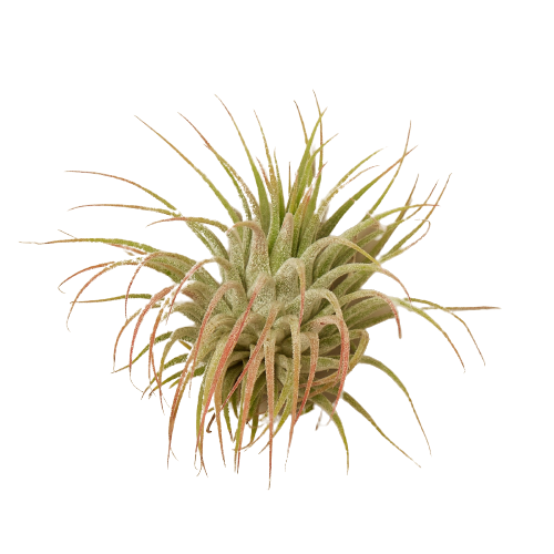 Tillandsia Air Plant Ionantha Guatemala - Spiky Wonder: Low Maintenance Air Plant with Red Blossom Tips