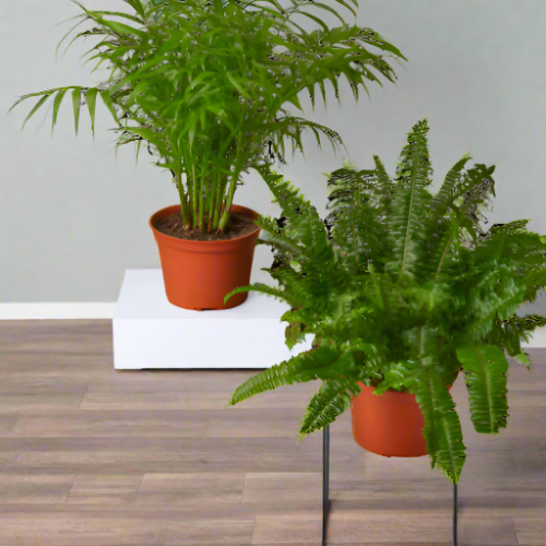Paws & Plants: 2 - 6" Pet-Friendly Plants Premium Subscription Box - Safe and Beautiful Indoor Plants Monthly