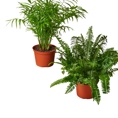 Paws & Plants: 2 - 6" Pet-Friendly Plants Premium Subscription Box - Safe and Beautiful Indoor Plants Monthly