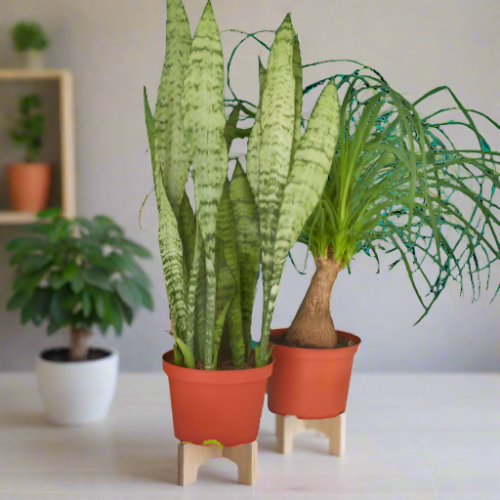 Plant Party Duo: 2 - 6" Indoor Plants Premium Subscription Box - Discover New Plants Monthly
