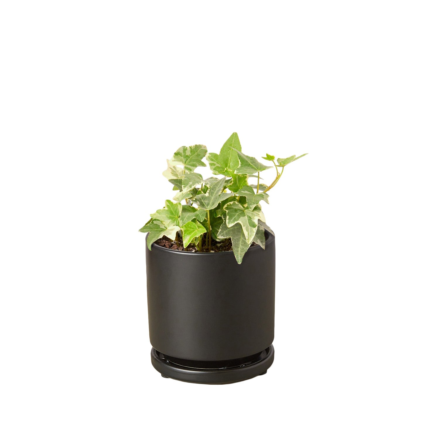 English Ivy 'Glacier' - Frosty Fronds: Fast-Growing, Easy-Care Vining Plant for Ground Cover or Arrangements