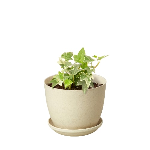 English Ivy 'Glacier' - Frosty Fronds: Fast-Growing, Easy-Care Vining Plant for Ground Cover or Arrangements