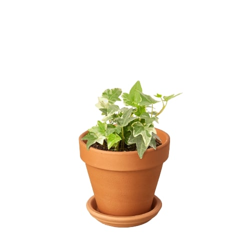 English Ivy 'Glacier' - Frosty Fronds: Fast-Growing, Easy-Care Vining Plant for Ground Cover or Arrangements