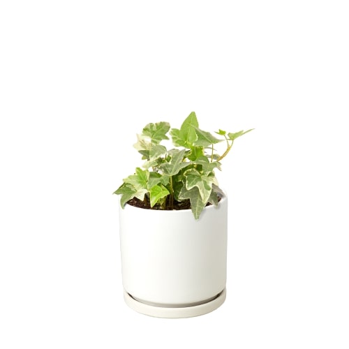 English Ivy 'Glacier' - Frosty Fronds: Fast-Growing, Easy-Care Vining Plant for Ground Cover or Arrangements