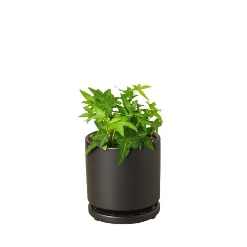 English Ivy 'Green California' - California Dreaming Green Machine: Fast-Growing Vining Plant