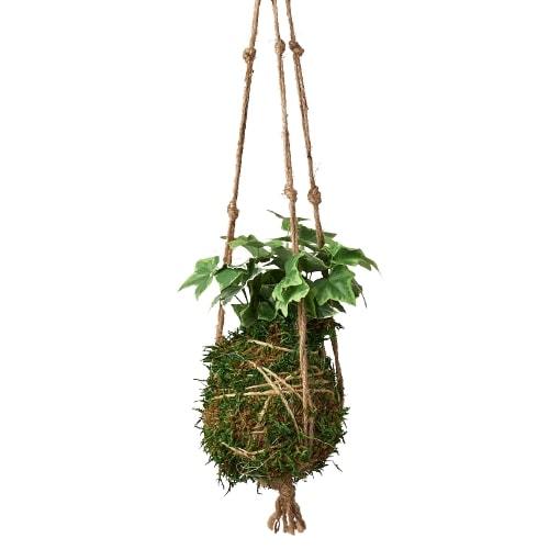 Kokedama Moss Ball Hanging Plant - Magic Moss Orb: Japanese Bonsai Art for Elegant Indoor Gardens