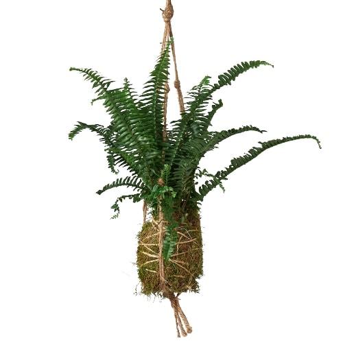 Kokedama Moss Ball Hanging Plant - Magic Moss Orb: Japanese Bonsai Art for Elegant Indoor Gardens
