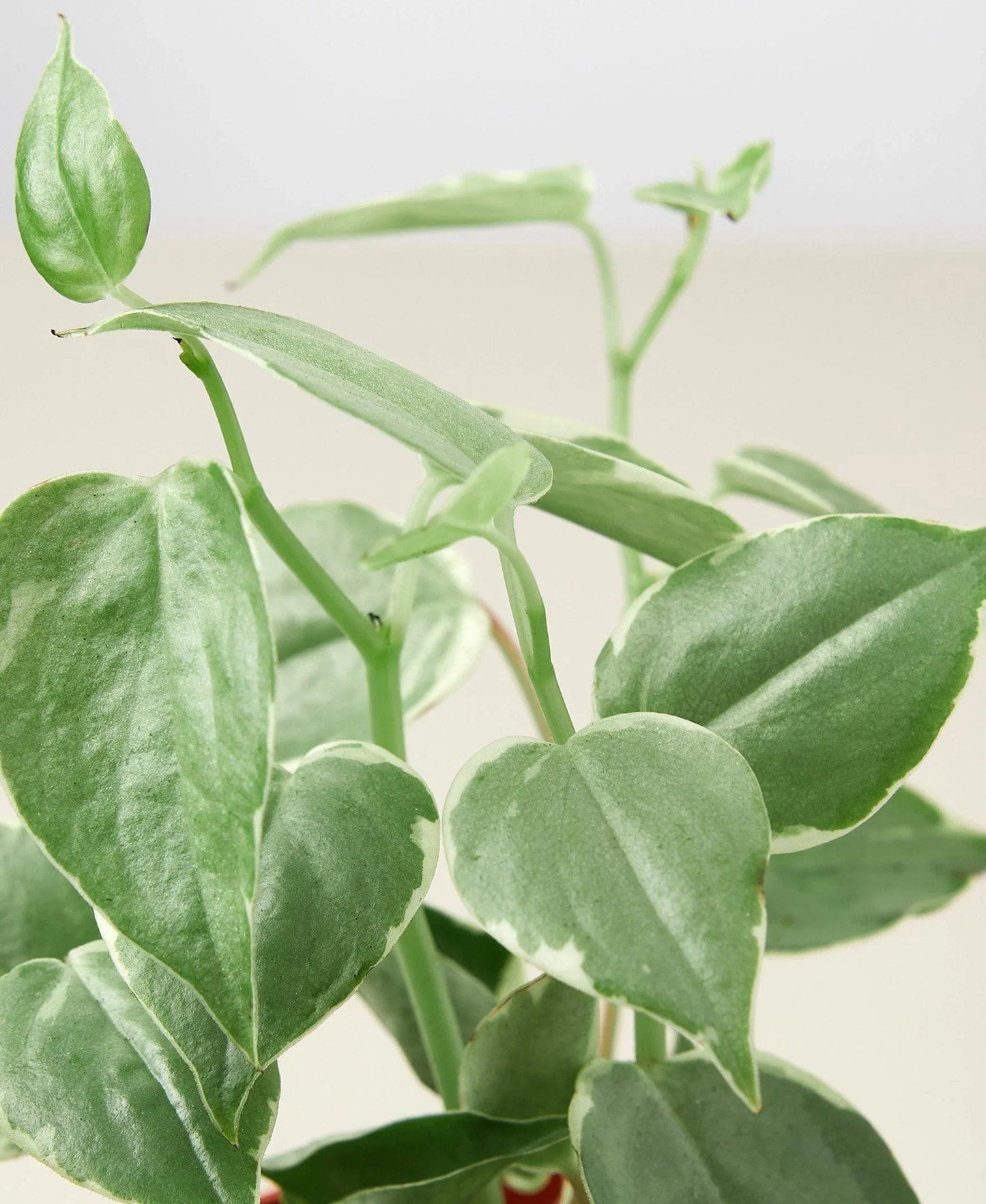 Peperomia 'Cupid' - Love on the Vine: Heart-Shaped Hanging Houseplant for Indoor Greenery