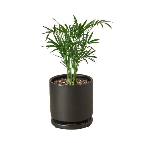 Parlor Palm - The Victorian Charmer: Low Light, Air-Purifying Indoor Plant