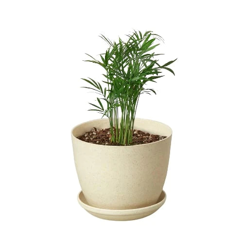 Parlor Palm - The Victorian Charmer: Low Light, Air-Purifying Indoor Plant