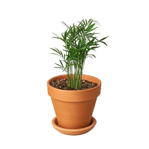 Parlor Palm - The Victorian Charmer: Low Light, Air-Purifying Indoor Plant