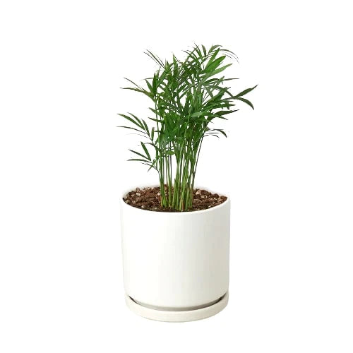 Parlor Palm - The Victorian Charmer: Low Light, Air-Purifying Indoor Plant