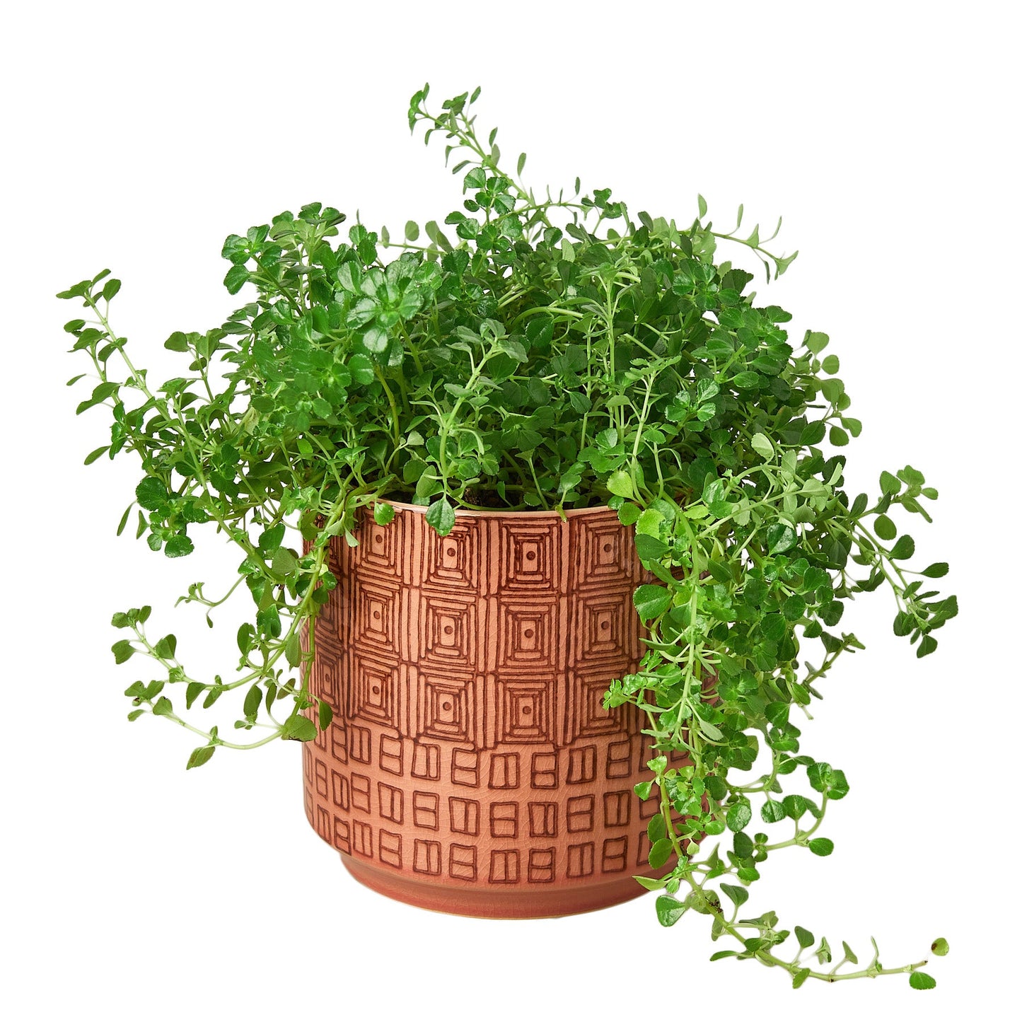 Pepe Planter - 6.5 Inch - Pepe the Pot-tastic! Stylish Ceramic Planter for Home and Office
