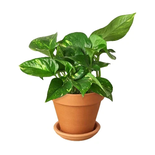 Pothos 'Golden' - Easy Care, Air-Purifying Indoor Vine Plant