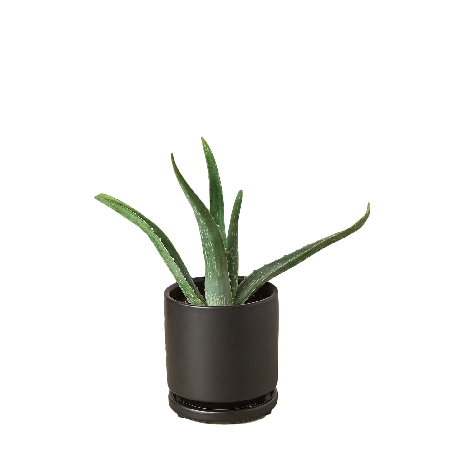 Miracle Plant: Aloe Vera - Green Healer: The Ultimate Low-Maintenance, Air-Purifying Succulent