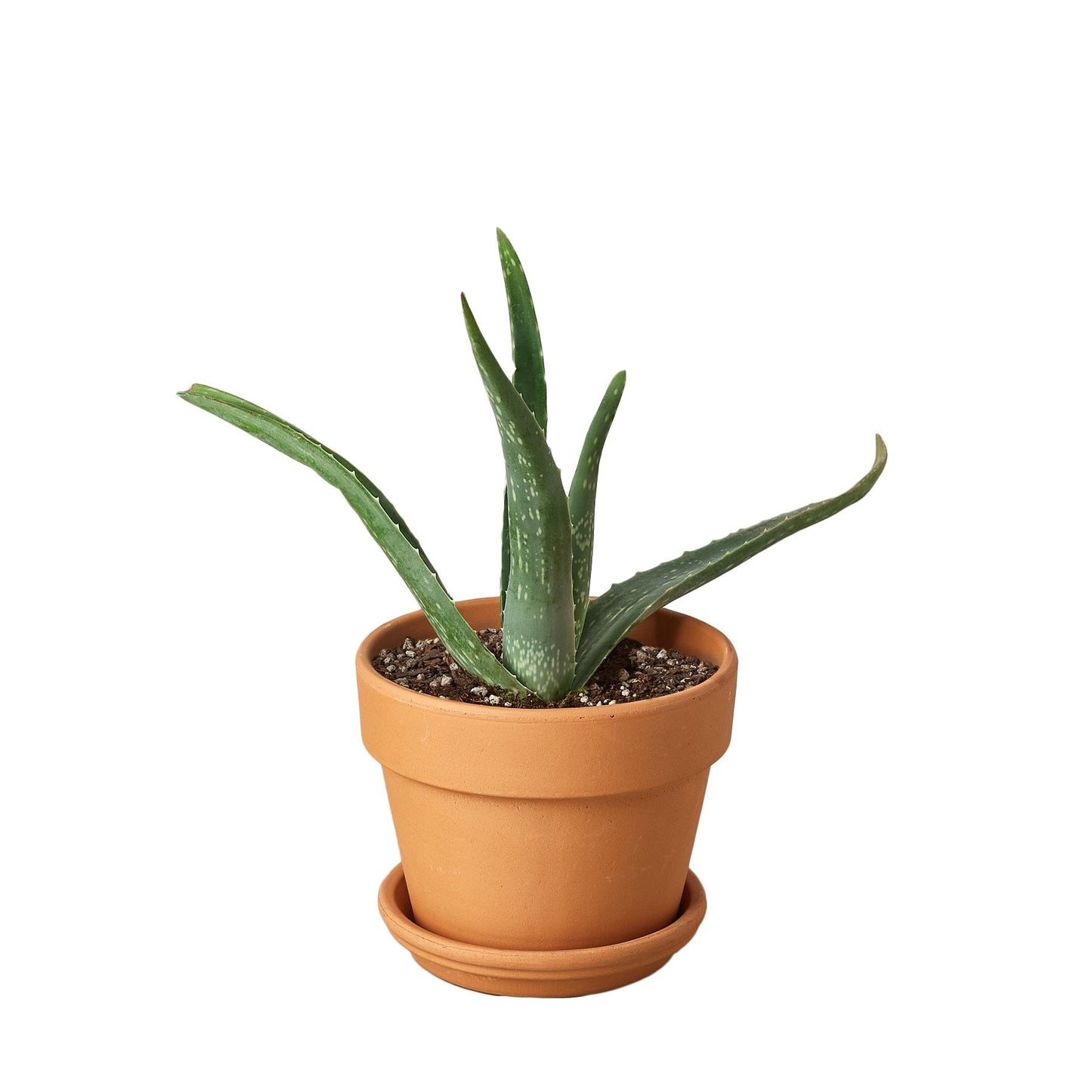 Miracle Plant: Aloe Vera - Green Healer: The Ultimate Low-Maintenance, Air-Purifying Succulent