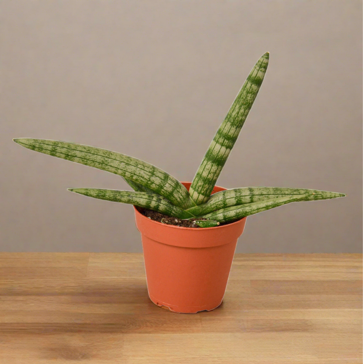 snake plant air Snake Plant Starfish