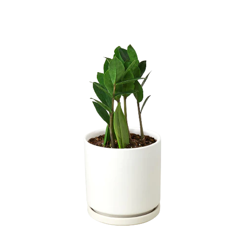 Zamioculcas Zamiifolia ZZ - ZZ Top Performer: Low-Light, Drought-Tolerant Houseplant