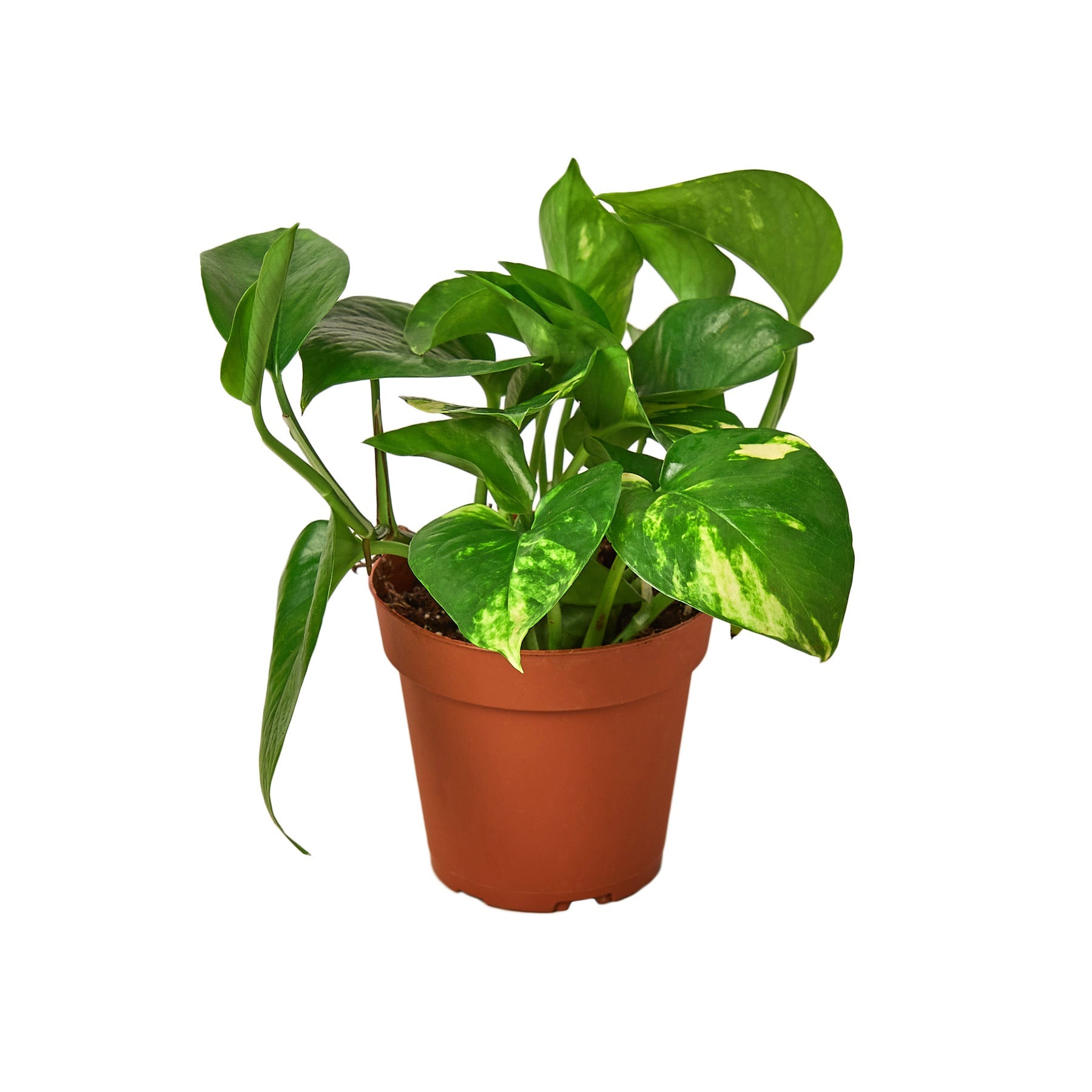 pothos air purifying Pothos 'Golden'