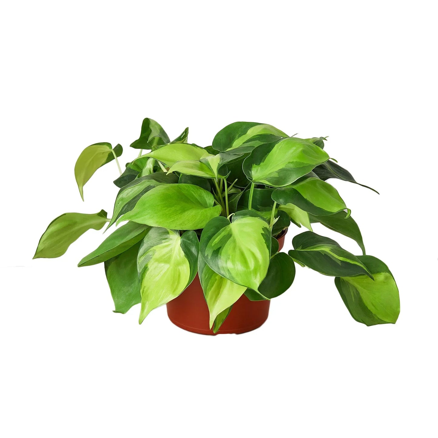 Philodendron 'Brasil' - Jungle Heartbeat: Vibrant Variegated Vine Plant
