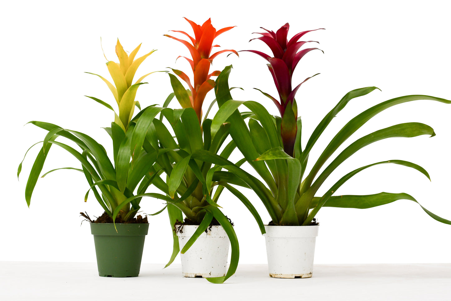 3 Guzmania Bromeliads - Live Plants - Bromeliad Bliss Trio - 1FT Tall with FREE Care Guide - 4" Pots, Assorted Colors