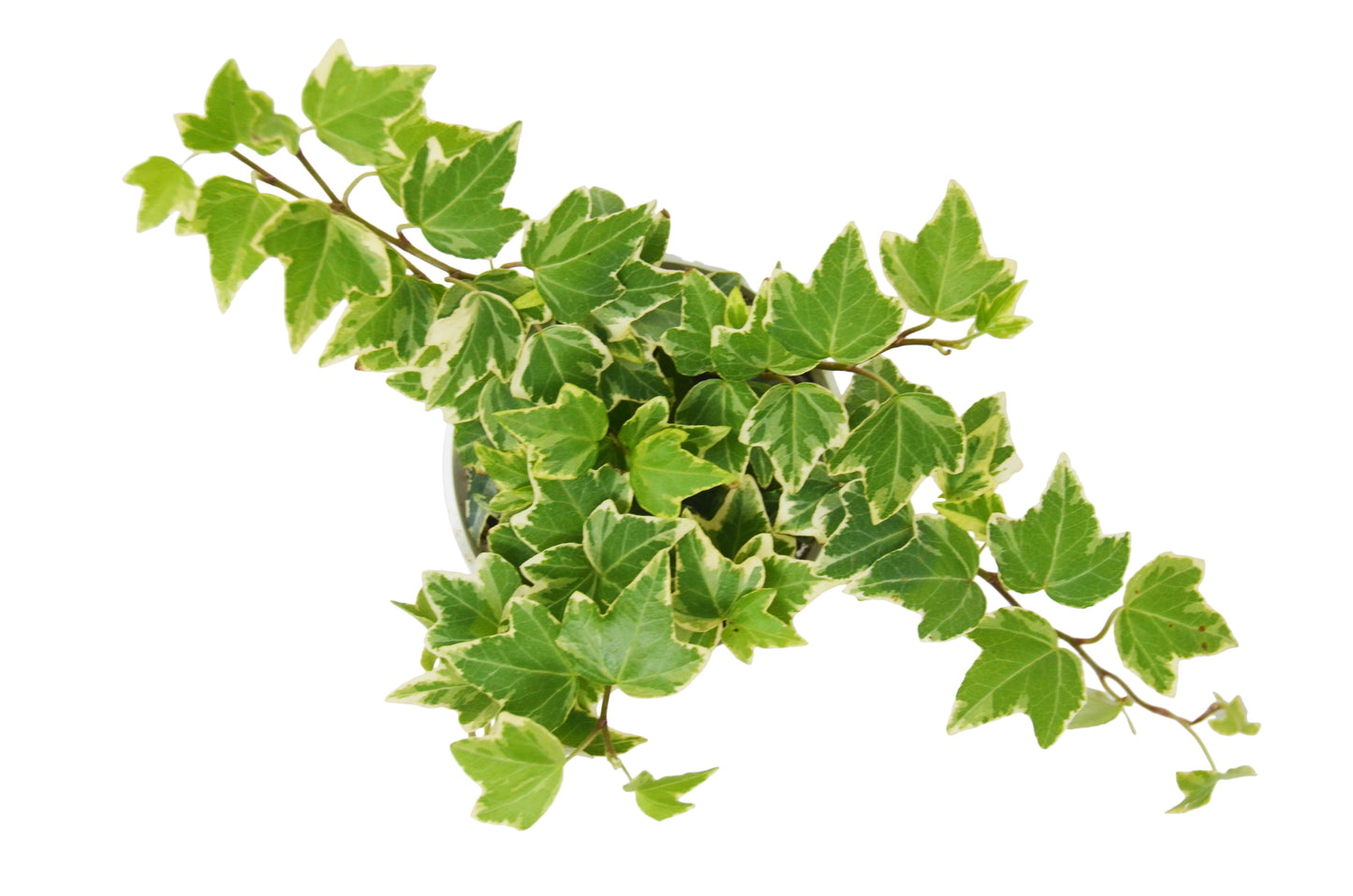 English Ivy 'Eva' - Eva's Secret Ivy Garden: Fast-Growing, Drought-Tolerant Vine with White-Edged Silvery Green Leaves