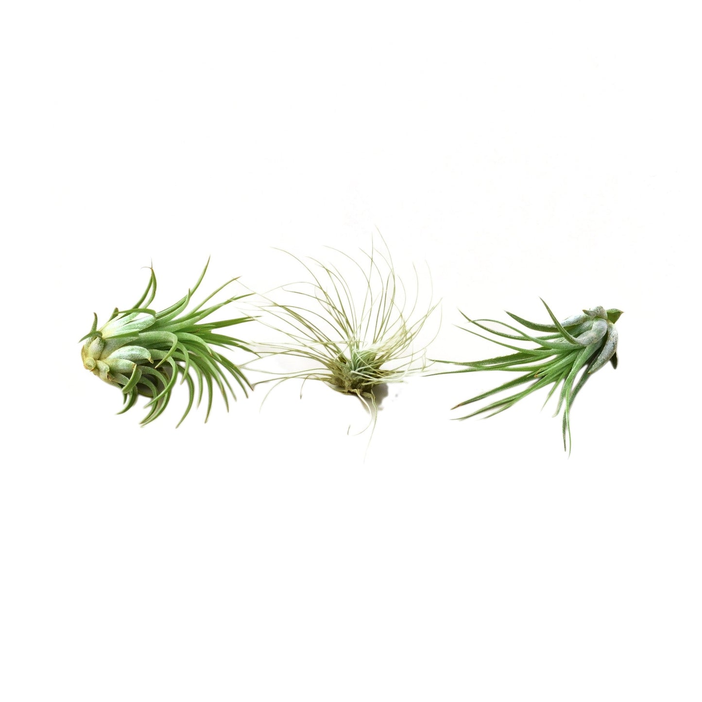 Air Plant 3 Pack - Three Air Plant Varieties: Tilland-squad Trio - Easy Care, Soil-Free, Natural Air Purifiers