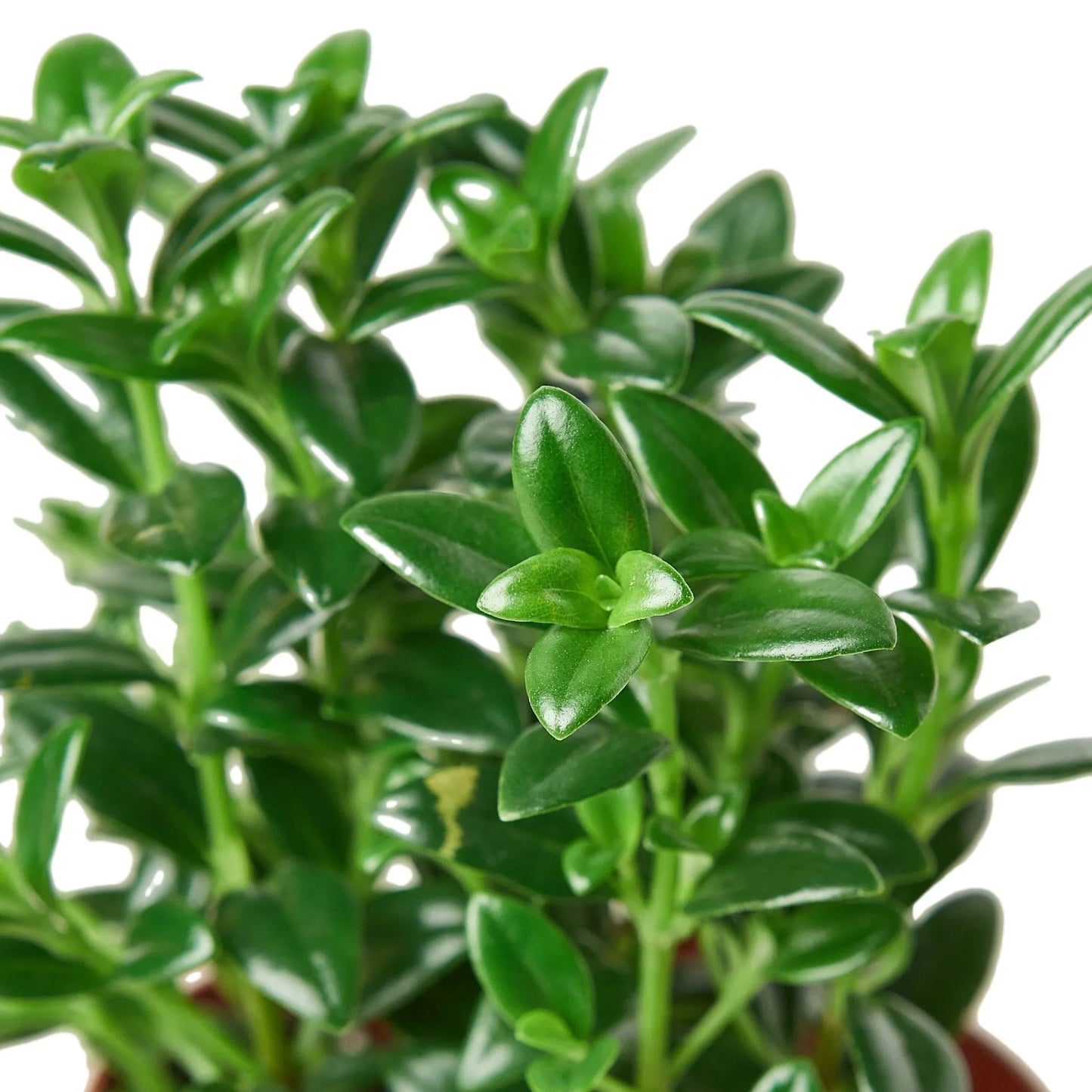Nematanthus Candy Corn Plant 'Brazilian Firecracker' - Carnival in a Pot: Unique Trailing Houseplant