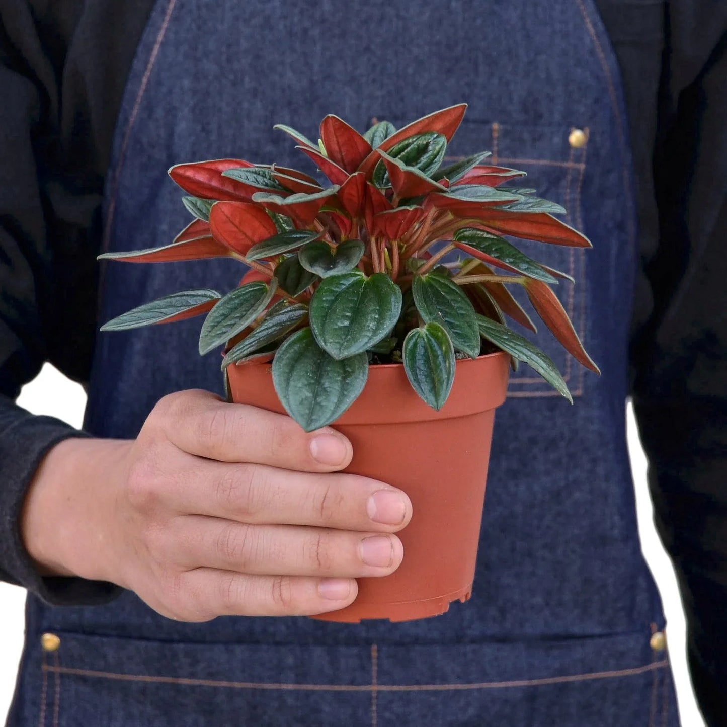Peperomia Rosso - The Red Revolution: Stunning Houseplant with Glossy Green and Red Leaves