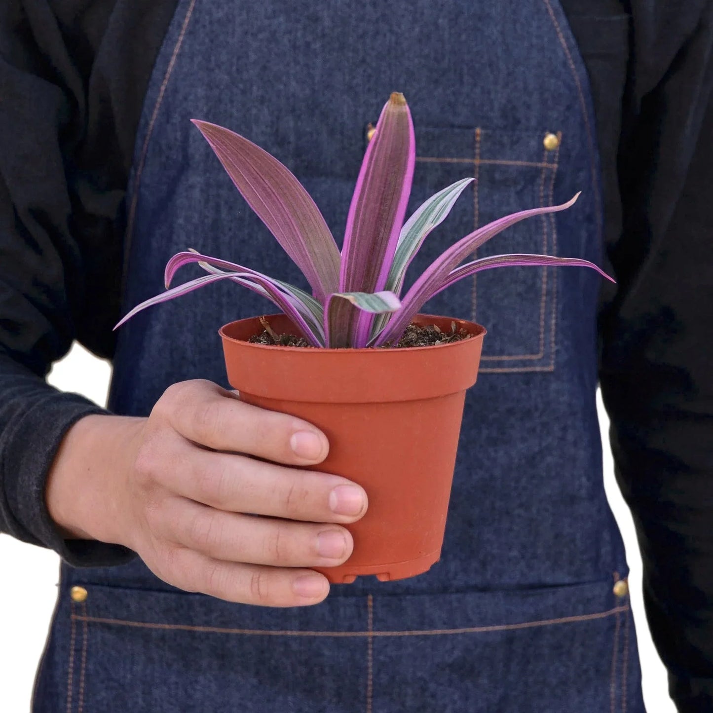 Oyster Plant 'Moses in the Cradle' - Moses in the Vessel: Ornamental Perennial with Striking Purple Undersides