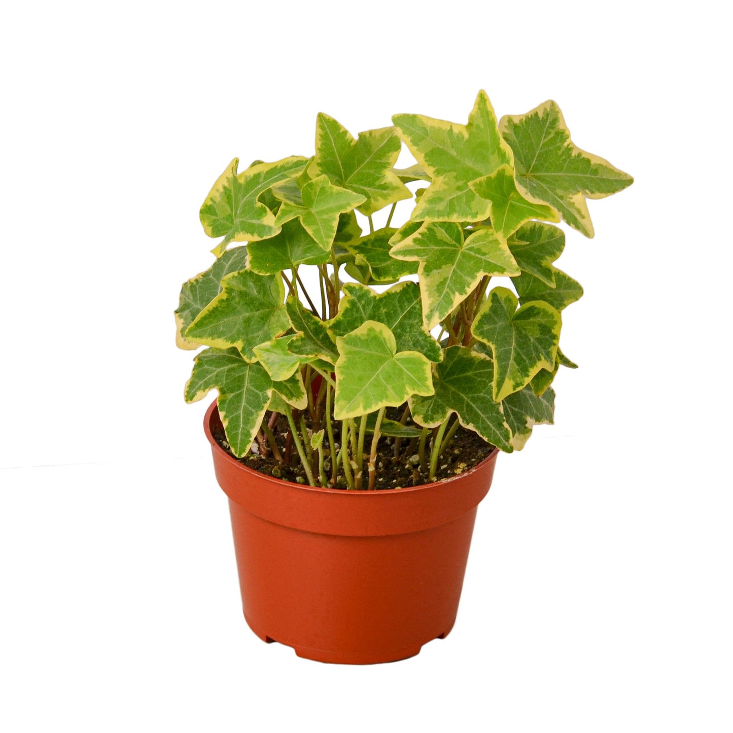 English Ivy Gold Child - Golden Glory: Fast-Growing Vining Plant with Yellow-Edged Foliage