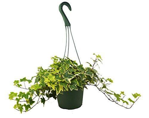 English Ivy Gold Child - Golden Glory: Fast-Growing Vining Plant with Yellow-Edged Foliage