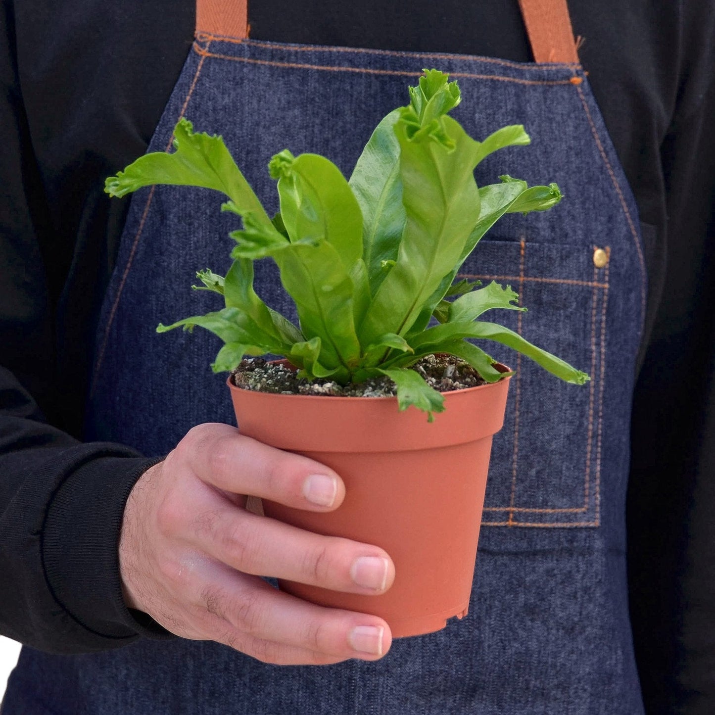 Curly Nest: Bird’s Nest Leslie Fern - Rainforest Curlz: Low Maintenance Air-Purifying Houseplant