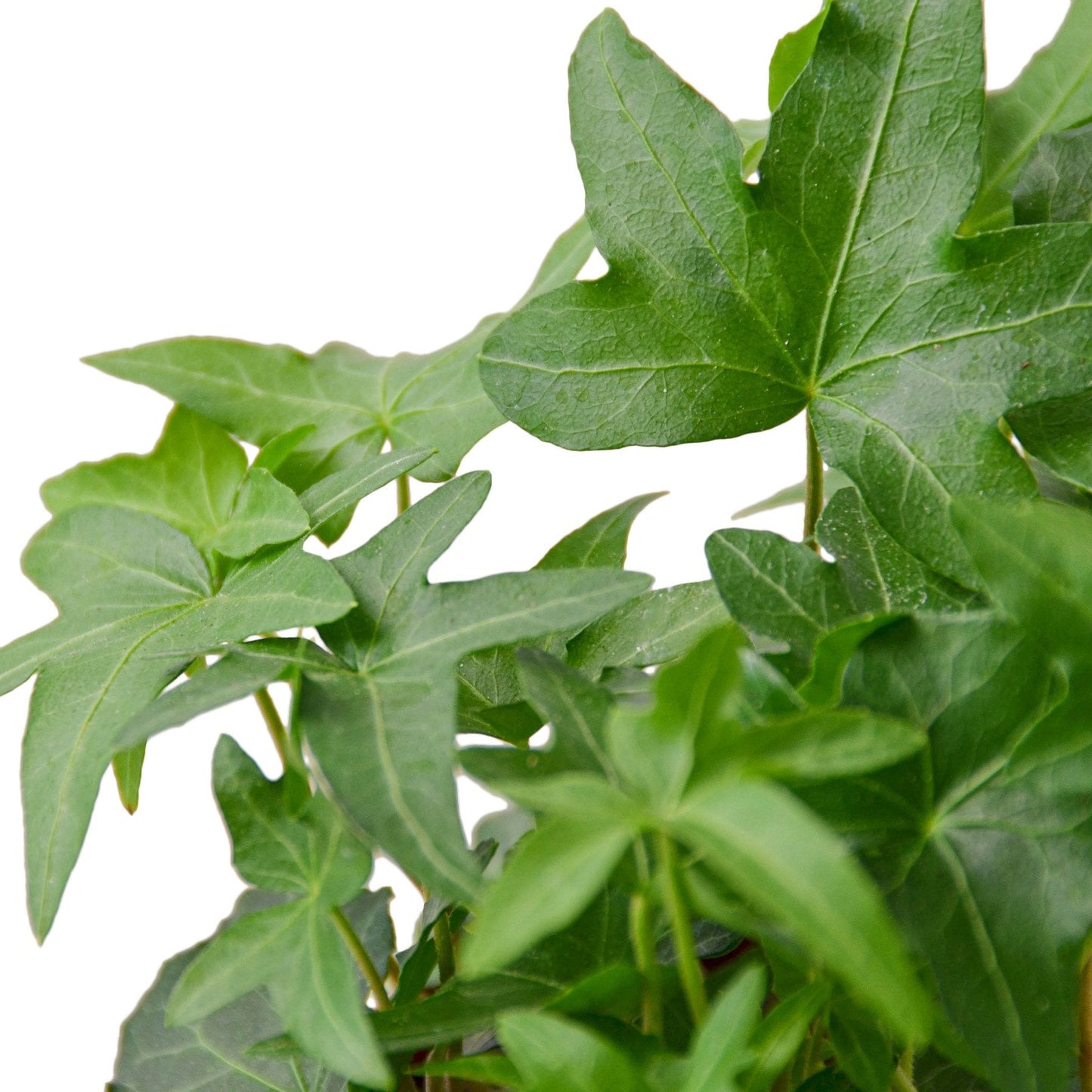 English Ivy 'Green California' - California Dreaming Green Machine: Fast-Growing Vining Plant