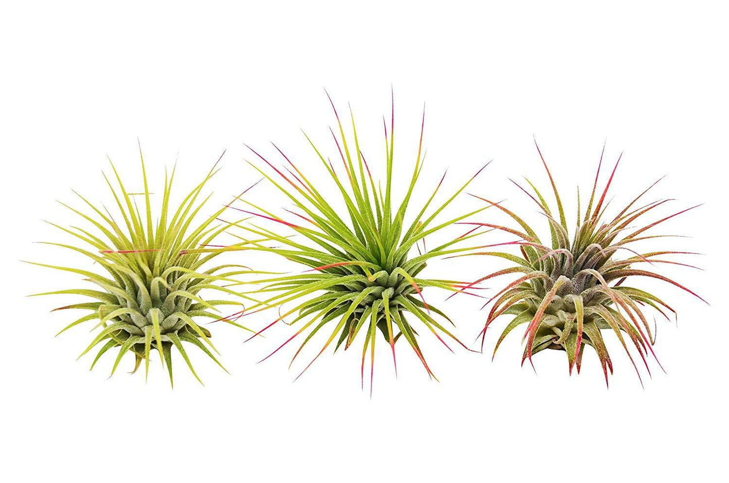 3 Ionantha Guatemala Air Plants - Sky-High Beauties | FREE Care Guide | Vibrant Blooms