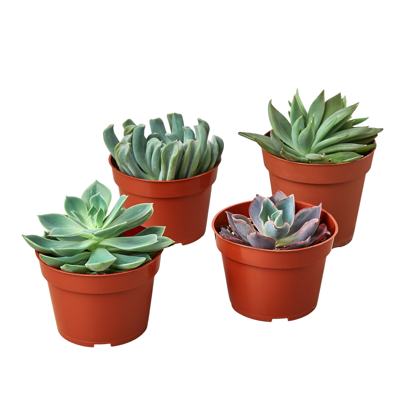 4 Echeveria Succulent Variety Pack - 4.0" Pot - Succulent Stampede