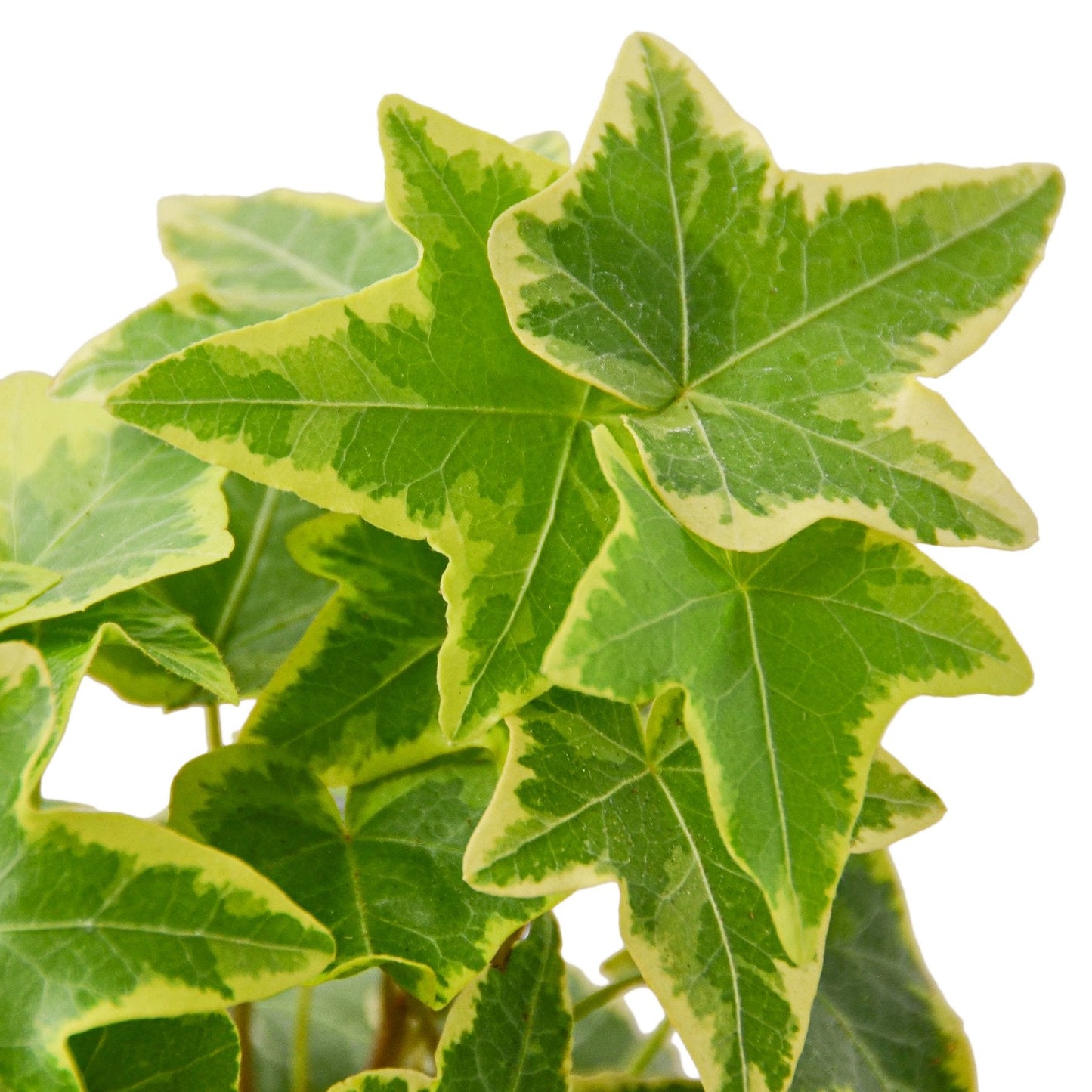 English Ivy Gold Child - Golden Glory: Fast-Growing Vining Plant with Yellow-Edged Foliage