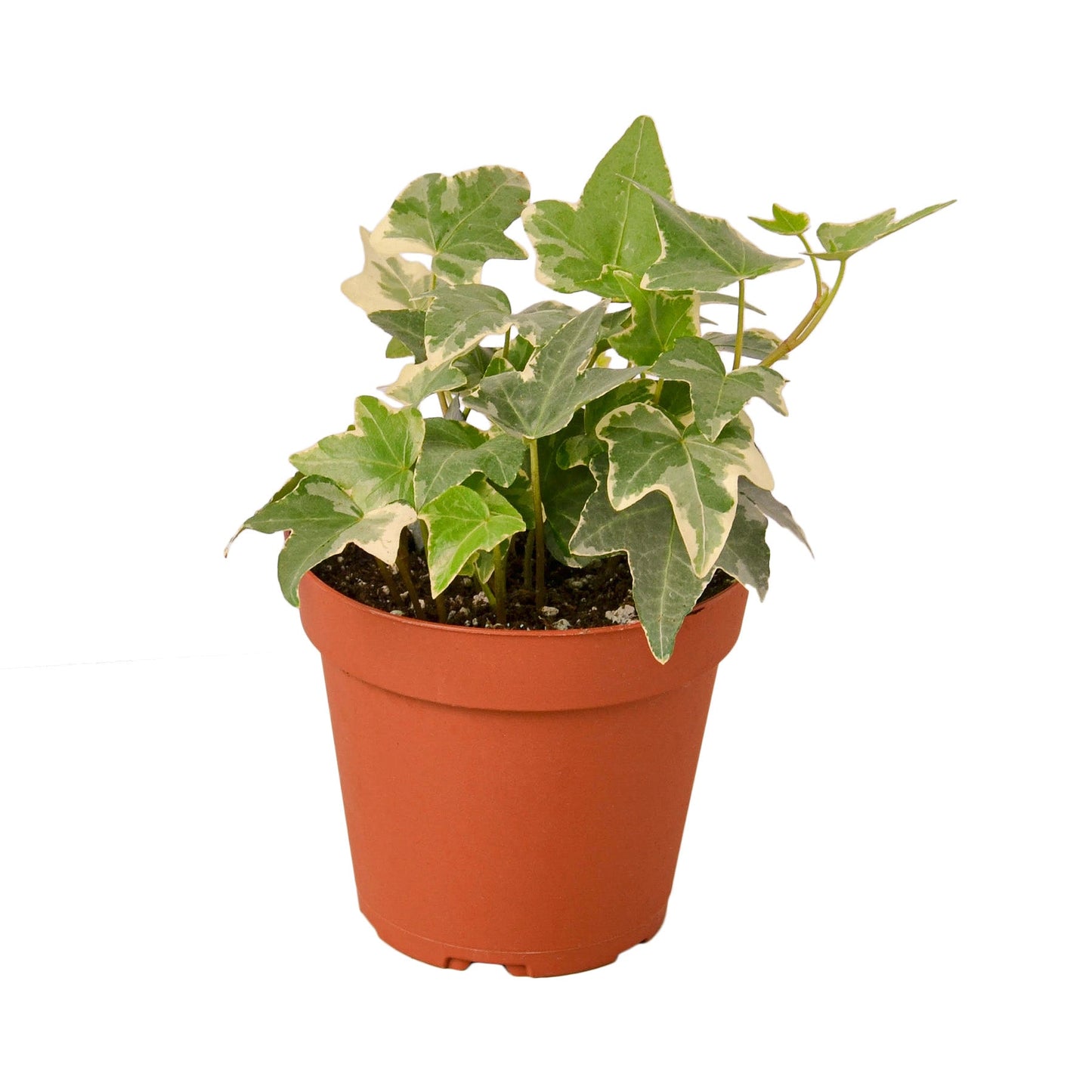 English Ivy 'Glacier' - Frosty Fronds: Fast-Growing, Easy-Care Vining Plant for Ground Cover or Arrangements