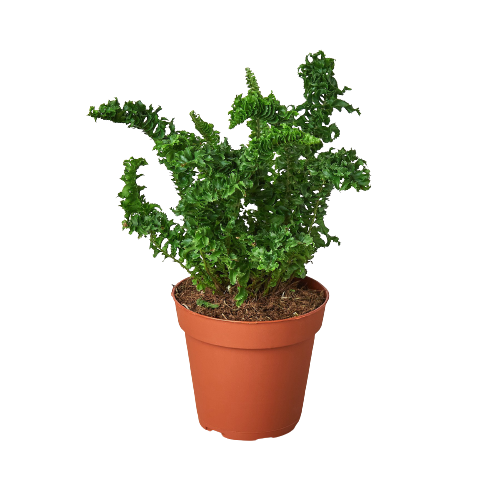 Fluffy Fronds: 'Emina' Fern - Curly Whirly Wonder in 4" Pot for Indoor Décor, Air-Purifying, and Low Light-Friendly