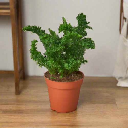 Fluffy Fronds: 'Emina' Fern - Curly Whirly Wonder in 4" Pot for Indoor Décor, Air-Purifying, and Low Light-Friendly