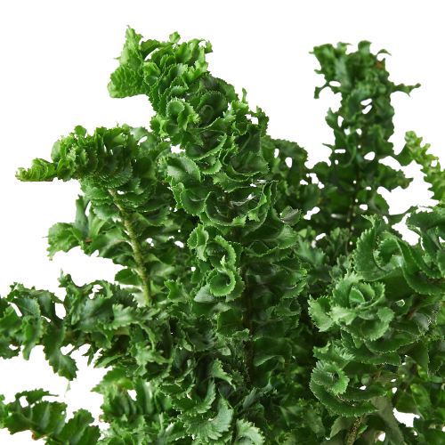 Fluffy Fronds: 'Emina' Fern - Curly Whirly Wonder in 4" Pot for Indoor Décor, Air-Purifying, and Low Light-Friendly