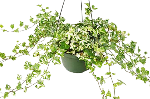 English Ivy 'Kolibre' - Kolibre Charm: Fast-Growing Variegated Ground Cover & Screening Plant